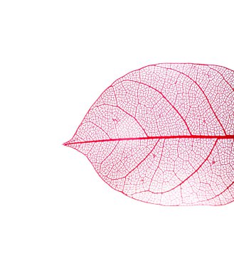 Güzel iskeletleşmiş yaprak beyaza izole edilmiş, üst manzara