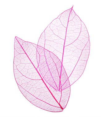 Güzel iskeletleşmiş yapraklar beyaz, üst manzara