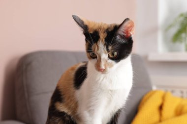 Evde oturan şirin bir İtalyan kedisi. Evcil hayvan