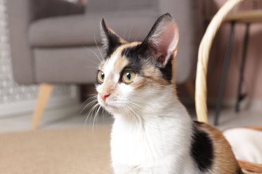 Şirin bir kedicik evde oturuyor, yakın plan.