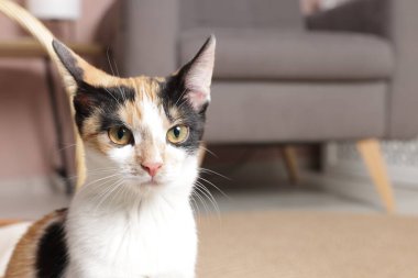 Evde şirin bir kedicik var, yakın plan. Metin için boşluk