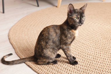 Evde yerde oturan sevimli kedi.