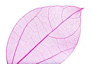 Güzel iskeletleşmiş yaprak beyaza izole edilmiş, üst manzara