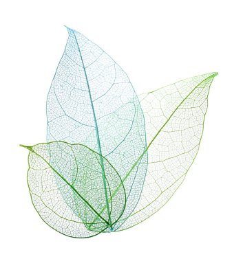 Güzel iskeletleşmiş yapraklar beyaz, üst manzara