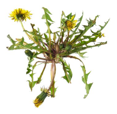 Karahindiba çiçeği ve yapraklarla bembeyaz