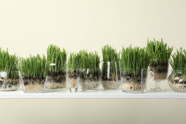 Beyaz rafta bej arka planda şeffaf kaplarda buğday çimeni