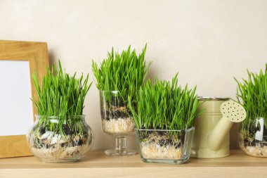 Şeffaf saksılarda buğday çimi, çerçeve ve sulama tenekesi açık duvarın yanındaki ahşap masada.