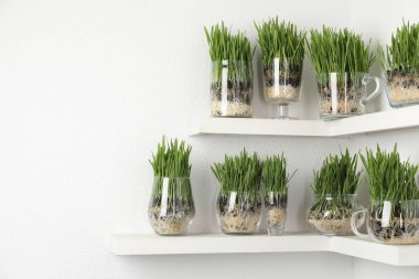 Işık duvarının yanındaki raflarda şeffaf çömleklerde buğday otu. Metin için boşluk