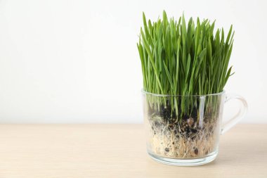 Buğday çimi şeffaf tencerede, ahşap masada, ışık duvarının yanında, yakın plan. Metin için boşluk