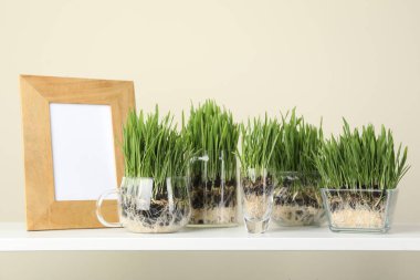 Şeffaf kaplarda buğday çimi ve ışık duvarının yanındaki raflarda dekor.