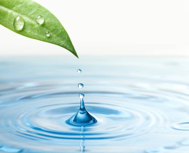 Yeşil yapraktan suya düşen damlalar beyaz arkaplanda, yakın plan