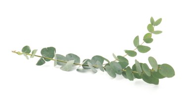 Beyaz yapraklı okaliptüs dalı