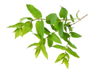 Böğürtlen ağacının dalları beyaza izole edilmiş.