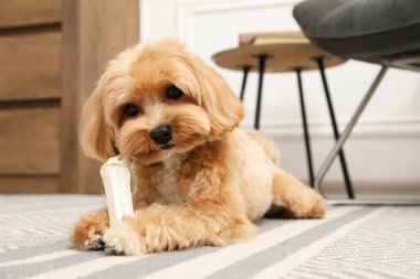 Evde yerde kemikleri çiğnenmiş şirin bir köpek.