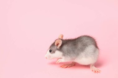 Pembe arka planda şirin bir fare, yakın plan. Metin için boşluk