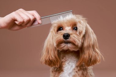Kahverengi arka planda taraklı şirin bir köpek, yakın plan. Hayvan bakımı.
