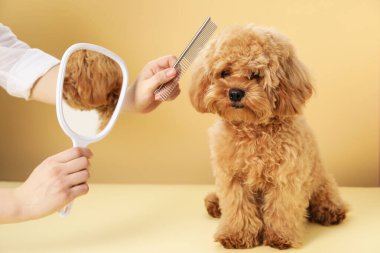 Bej arka planda sevimli köpek tüylerini tarayan aynalı tımarcı, yakın plan.