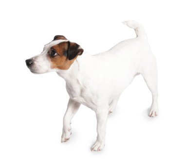 Beyaz arka planda sevimli Jack Russell Terrier köpeği