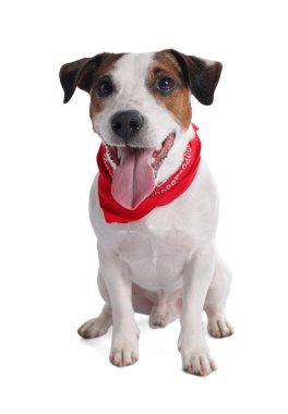 Beyaz arka planda oturan kırmızı bandanalı şirin Jack Russell Terrier köpeği.
