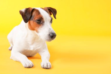 Sarı arka planda yatan sevimli Jack Russell Terrier köpeği. Metin için boşluk