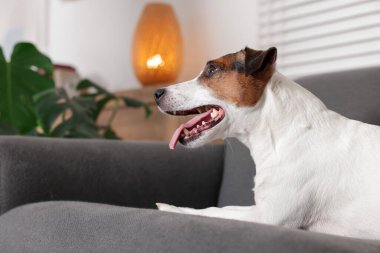 Şirin Jack Russell Terrier köpeği evdeki kanepede yatıyor. Metin için boşluk