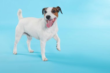 Sevimli Jack Russell Terrier köpeği açık mavi arka planda yürüyor