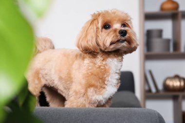 Evdeki kanepede oturan sevimli Maltipoo köpeği.