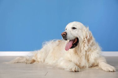 Mavi duvarın yanında yerde yatan sevimli Golden Retriever köpeği, mesaj için yer var.