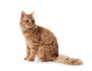 Beyaz arka planda sevimli kızıl kedi. Sevimli hayvan.