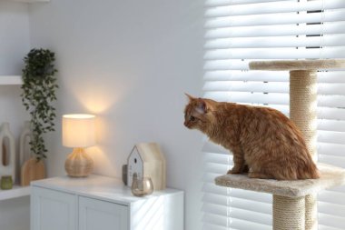 Evcil hayvan ağacındaki sevimli kedi.