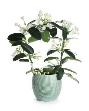 Beyaz tenceredeki güzel yasemin bitkisi.