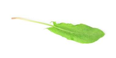 Bir taze yeşil kuş yaprağı beyaza izole edilmiş, üst manzara