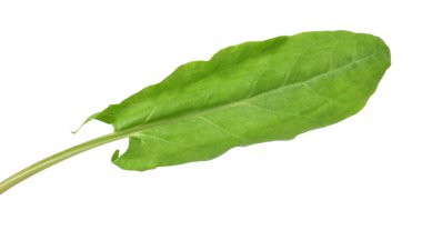 Bir taze yeşil kuş yaprağı beyaza izole edilmiş.