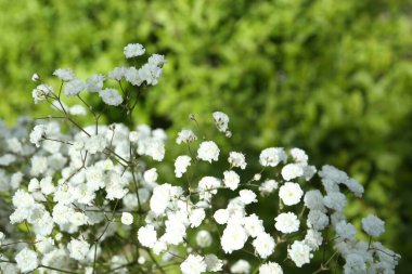 Güzel beyaz çingene çiçekleri, açık havada büyüyor, yakın plan.