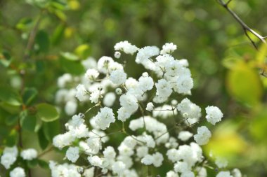 Güzel beyaz çingene çiçekleri, açık havada büyüyor, yakın plan.