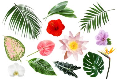 Beyaz arka planda farklı tropikal yapraklar ve çiçekler, set