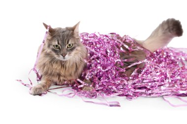 Beyaz tenli, pembe Noel süslemeleri olan sevimli bir kedi.
