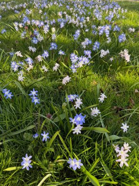 Güneşli bir günde açık havada bir sürü güzel çiçek yetişiyor.