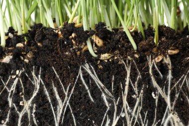 Toprakta kökleri olan yeşil çimenler, yakın plan.