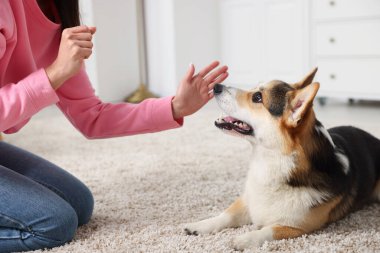 Kadın köpeğini evde eğitiyor, yakın plan.