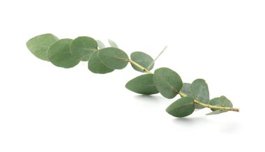 Beyaz yapraklı okaliptüs dalı