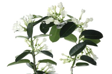 Beyaz tomurcukları olan güzel yasemin bitkisi.