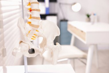 Klinikte insan omurgası modeli, yakın plan. Metin için boşluk