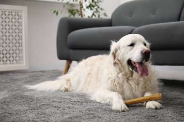 Evde yerde kemikleri çiğnenmiş şirin bir köpek, mesaj için yer var.