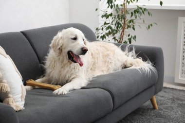 Evdeki kanepede kemikleri çiğnenmiş şirin bir köpek.