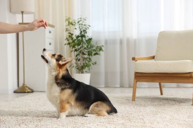 Adam köpeğini evde eğitiyor, yakın plan.