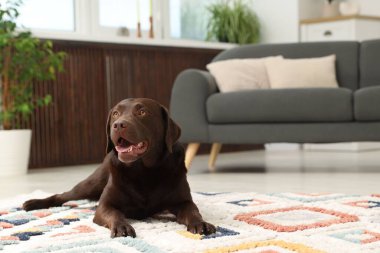 Evde şirin bir köpek var, mesaj için yer var. Sevimli hayvan