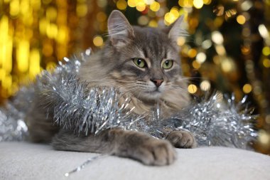 Pouf 'un üzerinde parlak süslemeleri olan sevimli kedi bulanık ışıklara karşı. Noel atmosferi