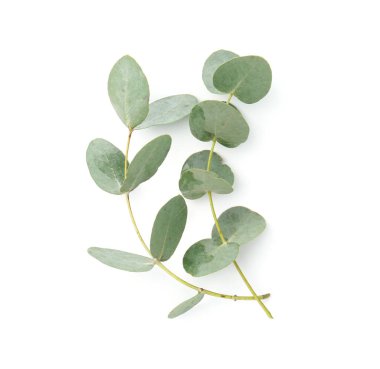 Beyaz yapraklı okaliptüs dalları, üst manzara