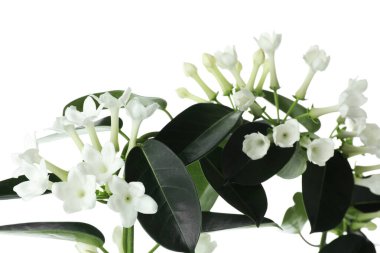 Beyaz tomurcukları olan güzel yasemin bitkisi.